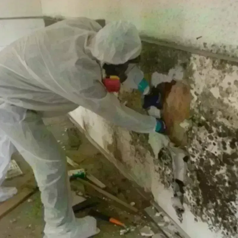 Mold Remediation and Removal in Cohoe, AK